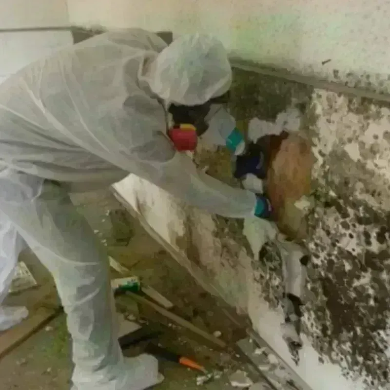 Mold Remediation and Removal in Humboldt County, IA